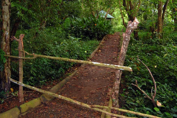 Ścieżka Lasu Puerto Princesa Palawan Filipiny — Zdjęcie stockowe