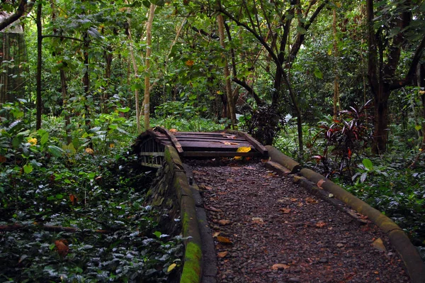 Väg Vid Skogen Puerto Princesa Palawan Filippinerna — Stockfoto