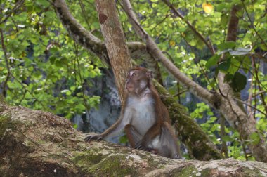 PALAWAN, PH - NOV 29 - 29 Kasım 2009 'da Filipinler, Palawan, Puerto Princesa yeraltı nehri yeraltı milli parkındaki ağaçta maymun.