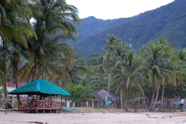 Palawan Nov Sabbie Alberi Cocco Sulla Spiaggia Sabang Novembre 2009 — Foto Stock