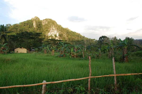 Palawan Nov Vista Panorámica Montañas Árboles Ugong Noviembre 2009 Puerto — Foto de Stock