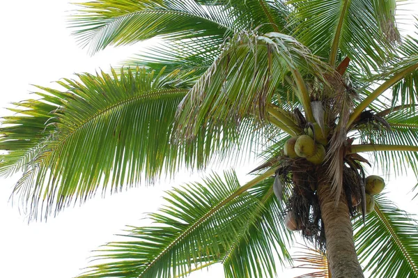 Кокосовое Дерево Кокосовыми Орехами Острове Филиппины — стоковое фото