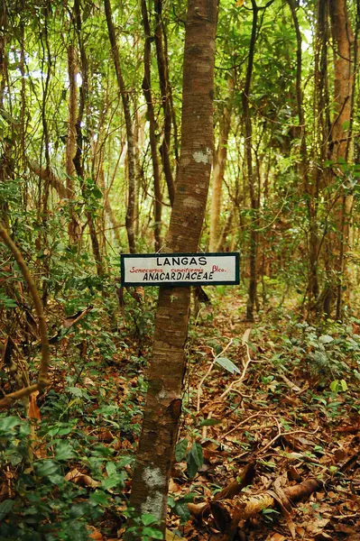 Camiguin Feb Mantigue Island Nature Park Langas Tree February 2013 — Stock Photo, Image