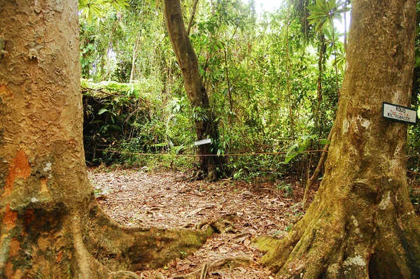 Camiguin Feb Pohon Kolis Taman Alam Pulau Mantigue Pada Februari — Stok Foto