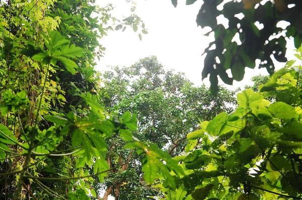 Folhas Verdes Árvores Altas Ilha Mantigue Camiguin Filipinas — Fotografia de Stock