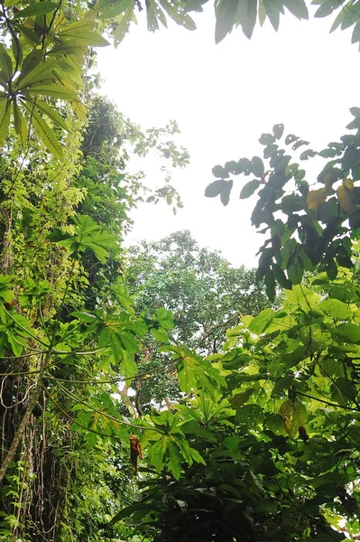 Gröna Blad Vid Höga Träd Mantigue Island Camiguin Filippinerna — Stockfoto
