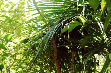 Filipinler, Bohol 'daki dallarda yeşil yapraklar yetişir.