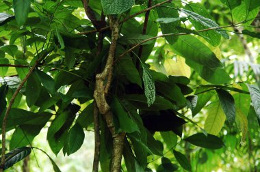 Filipinler, Bohol 'daki dallarda yeşil yapraklar yetişir.