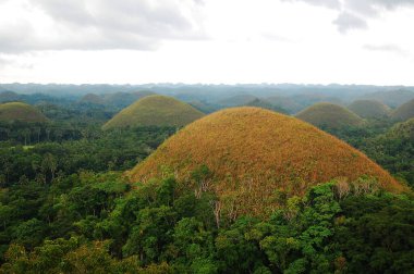 Çikolata tepelerinin manzarası Carmen, Bohol, Filipinler çevresindeki ağaçlarla çevrili.
