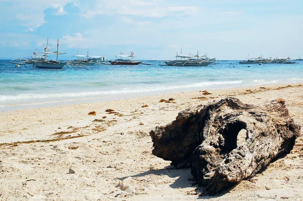 Bohol Sept Eylül 2015 Tarihinde Kumsalda Ağaç Kütüğü Alona Sahilinde — Stok fotoğraf