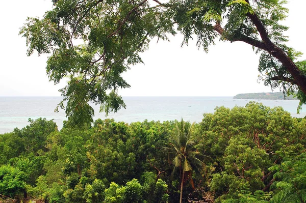 Зелене Листя Росте Гілках Бохолі Філіппіни — стокове фото
