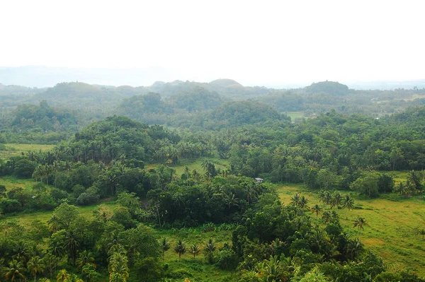 Colinas Chocolate Vista Del Paisaje Con Árboles Circundantes Carmen Bohol — Foto de Stock