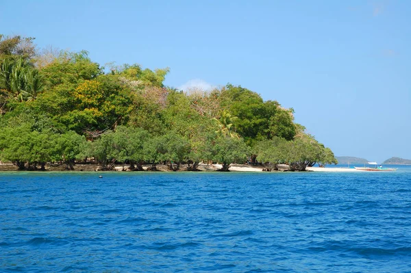フィリピン パラワン州コロン島のカルムブヤン島の砂に植えられたマングローブの木 — ストック写真