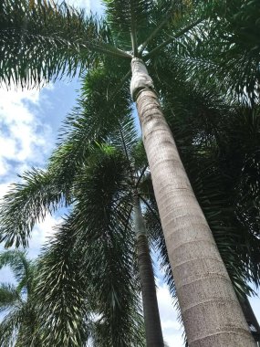 Filipinler 'deki ev bahçesinde yetişen hindistan cevizi ağaçları