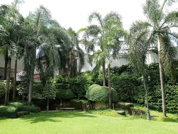 Home garden landscaping with green leaves, grass and coconut trees