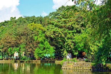 QUEZON CITY, PH - SEPT 23 - Ninoy Aquino parkları ve vahşi yaşam merkezindeki ağaçlar 23 Eylül 2018, Quezon City, Filipinler.