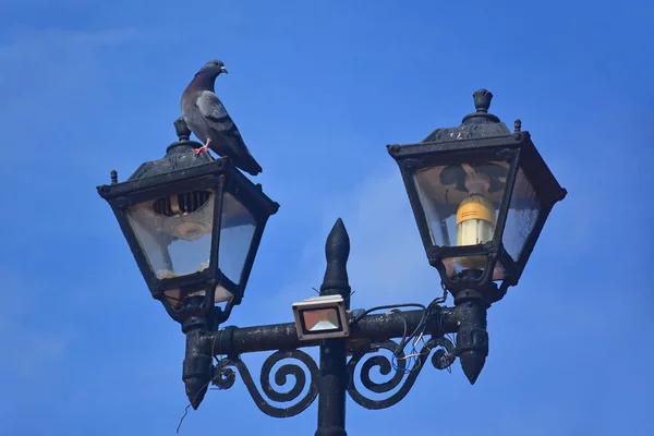 Light lamp post with pigeon located at the park in Philippines