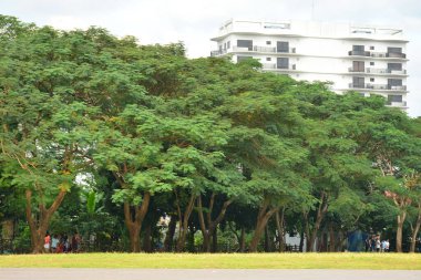 SAN JUAN, PH - 17 NOV - Pinaglabanan türbesi çimen ve ağaç tarlası 17 Kasım 2018, San Juan, Filipinler.