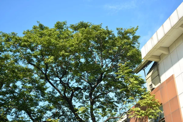 Árvore Alta Folhas Verdes Crescendo Galhos Com Nuvens Céu Fundo — Fotografia de Stock