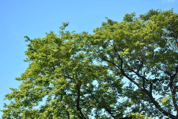 Ψηλά Πράσινα Φύλλα Δέντρου Μεγαλώνουν Κλαδιά Σύννεφα Και Φόντο Τον — Φωτογραφία Αρχείου