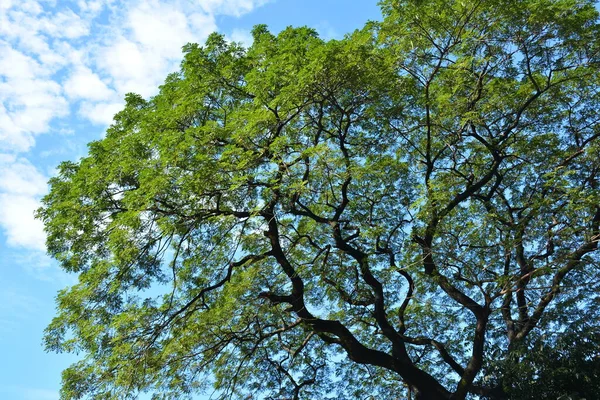 Árvore Alta Folhas Verdes Crescendo Galhos Com Nuvens Céu Fundo — Fotografia de Stock