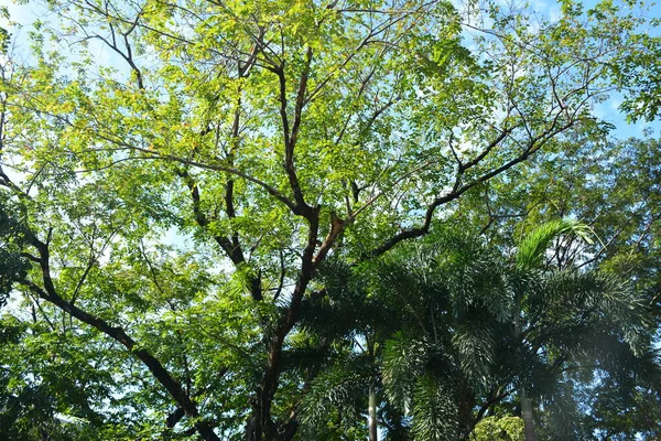 Árvore Alta Folhas Verdes Crescendo Galhos Com Nuvens Céu Fundo — Fotografia de Stock