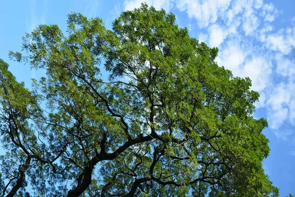 Albero Alto Foglie Verdi Che Crescono Rami Con Nuvole Sfondo — Foto Stock