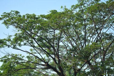 Filipinler 'in ağaç dallarında yeşil ağaç yaprakları