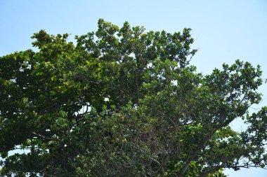 Filipinler 'in ağaç dallarında yeşil ağaç yaprakları