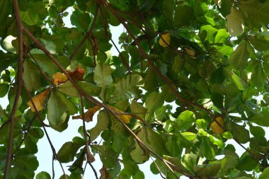 Filipinler 'in ağaç dallarında yeşil ağaç yaprakları