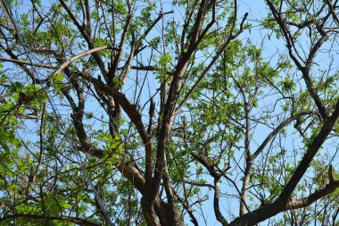 Filipinler 'in ağaç dallarında yeşil ağaç yaprakları