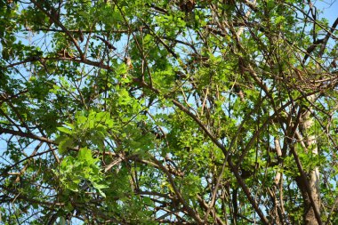 Filipinler 'in ağaç dallarında yeşil ağaç yaprakları