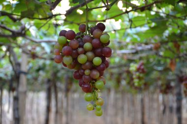 Filipinler, La Union 'da sallanan yapraklarla birlikte üzüm rengi mor ve yeşil.