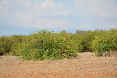 Bölgede kurumuş çimenler ve büyüyen yeşil yapraklarla boş arazi
