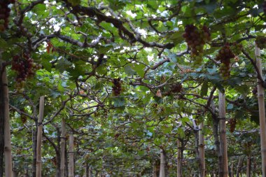 Filipinler, La Union 'da sallanan yapraklarla birlikte üzüm rengi mor ve yeşil.