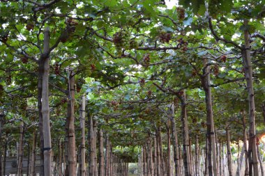 Filipinler, La Union 'da sallanan yapraklarla birlikte üzüm rengi mor ve yeşil.