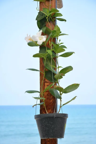 Weiße Orchideenblume Mit Blättern Und Topf Badeort — Stockfoto
