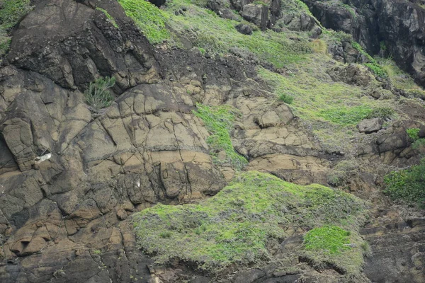 Danao Beach Resort Rock Formation Green Grass Plants Dingalan Aurora — Fotografia de Stock