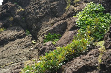 Dingalan, Aurora, Filipinler 'deki Danao plaj tesisi kaya oluşumu ve yeşil çimen bitkileri