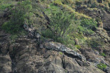 Dingalan, Aurora, Filipinler 'deki Danao plaj tesisi kaya oluşumu ve yeşil çimen bitkileri