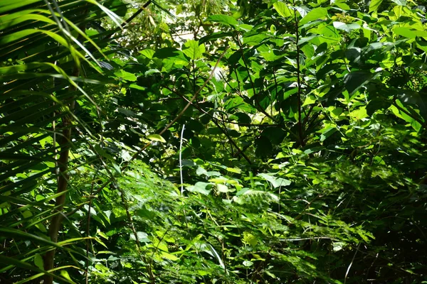 Folhas Árvores Verdes Floresta Dingalan Aurora Província Das Filipinas — Fotografia de Stock