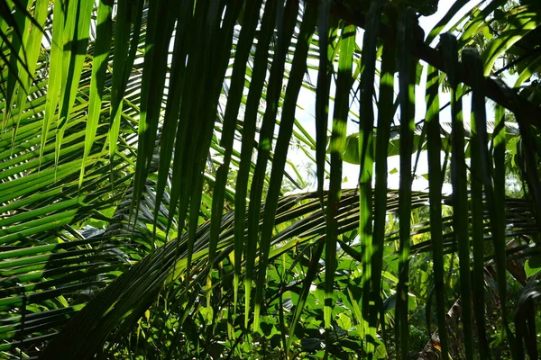 Зеленые Листья Деревьев Лесу Дингалане Аврора Филиппины Провинция — стоковое фото