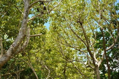 Dingalan, Aurora, Filipinler 'deki ormanda yeşil uzun ağaç yaprakları