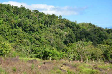 Dağ ve ağaçlar Dingalan, Aurora, Filipinler manzaralı