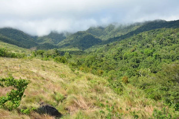 Гора Дерева Мальовничі Краєвиди Дінгалан Аврора Філіппіни — стокове фото