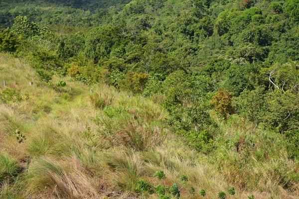 Stock image Mountain and trees scenic view at Dingalan, Aurora, Philippines