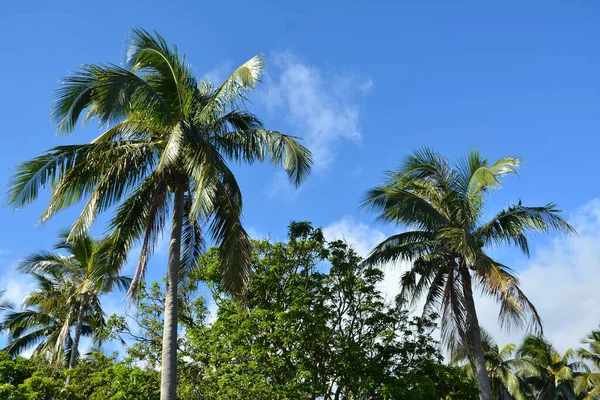 Noix Coco Aux Feuilles Aux Fruits Aux Philippines — Photo