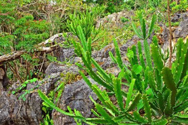 Filipinler, Rizal 'de yeşil dikenli kaktüs bitkisi