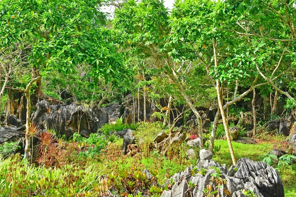 Formación Rocas Árboles Rizal Filipinas — Foto de Stock