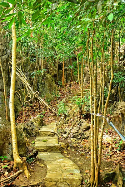Pathway Med Träd Och Blad Sidorna Rizal Filippinerna — Stockfoto